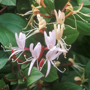 Purple‑Leaf Japanese Honeysuckle - 1 Gallon