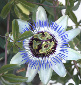 Blue Passion Vine