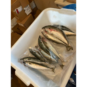 Frozen Atlantic Mackerel Saltwater Bait