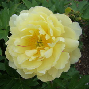 Garden Candy Pineapple Fizz Itoh Peony - 5 Gallon