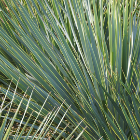 Blue Beaked Yucca - 10 Gallon