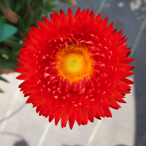 Granvia Crimson Sun Strawflower - 1 Gallon