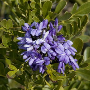 Texas Mountain Laurel - 5 Gallon