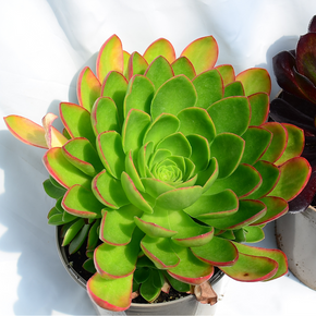 Surreal Diamond Semponium - 1 Gallon
