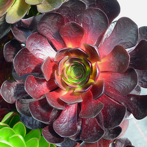 Surreal Destiny Semponium - 1 Gallon