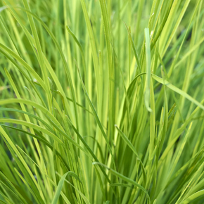 Breeze Dwarf Mat Rush - 1 Gallon