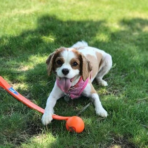 Chuckit Medium Sport Ball Launcher Dog Toy - Assorted