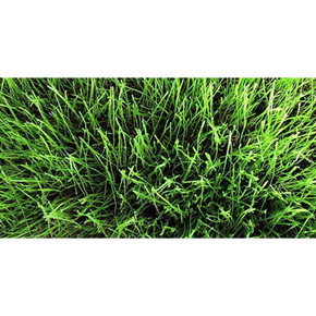 Gulf Annual Ryegrass Seed