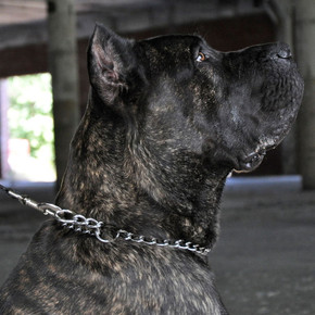 Coastal Pet X-fine Titan Chain Training Dog Collar - 2mm X 14"