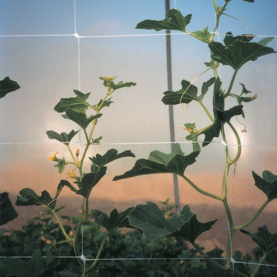 Tenax Hortonova Large Mesh Trellis Netting - 79 X 3280 - White