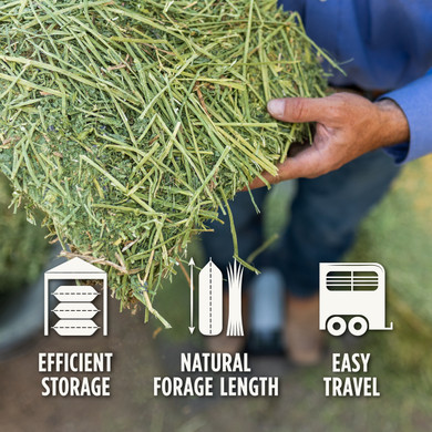 Standlee Premium Western Forage Timothy Grass Grab & Go Compressed Hay Bale 50 lb.