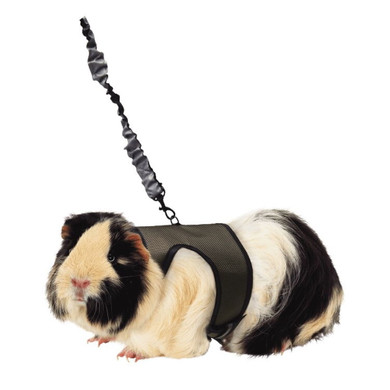 Kaytee Comfort Harness & Stretchy Leash for Small Animal - Large