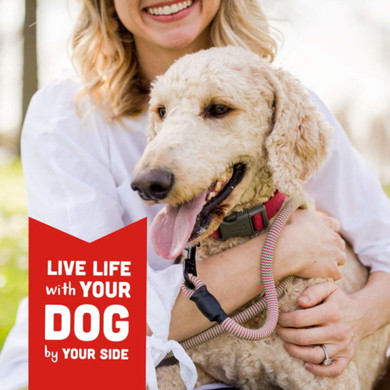 Cloud Star Wag More Bark Less Beef Recipe Jerky Dog Treat - 10 oz