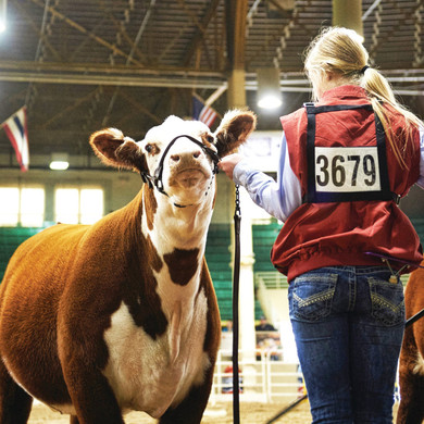 Weaver Livestock Nylon Exhibitor Number Harness - Small/Medium