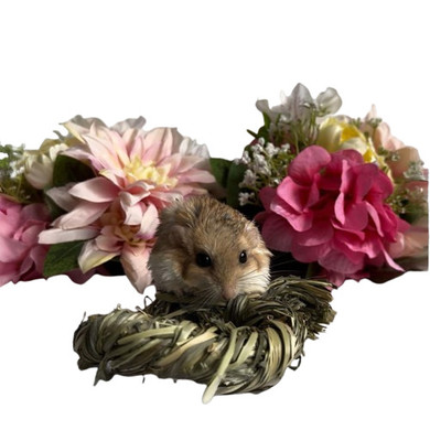 Exotic Nutrition NativeCritter Timothy Rings - 3-1/2"