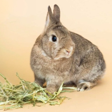 Blue Mountain Hay Organic Oat Hay Treats for Small Animal - 48 oz