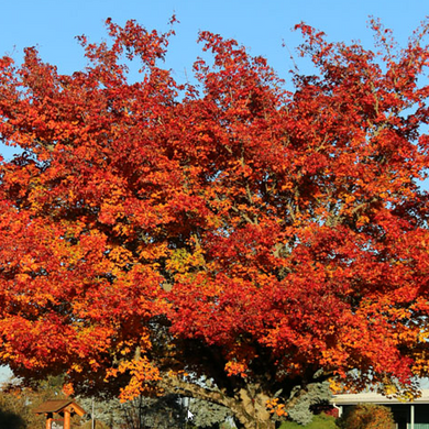 Pacific Sunset Maple - 15 Gallon