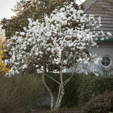 Royal Star Magnolia - 5 Gallon