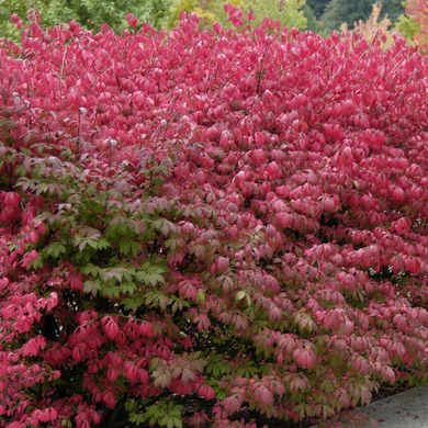 Dwarf Burning Bush - 2 Gallon