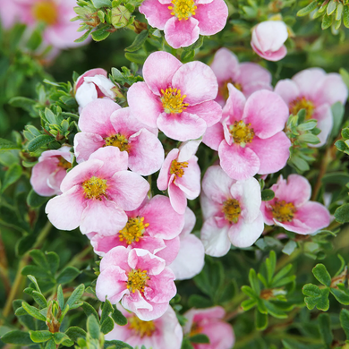 Pink N' Pretty Potentilla - 1 Gallon