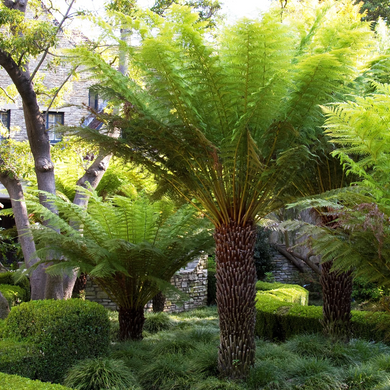 Tasmanian Tree Fern - 5 Gallon