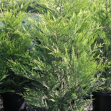 Golden Leyland Cypress - 2 Gallon