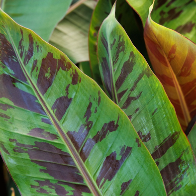 Blood Banana - 1 Gallon