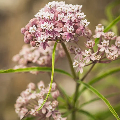 Narrowleaf Milkweed - 1 Gallon