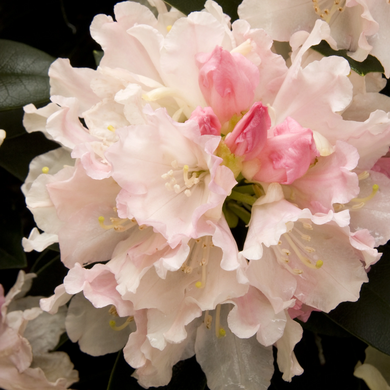 Dreamland Rhododendron - 1 Gallon