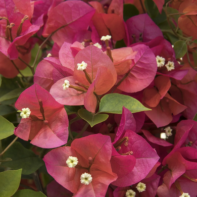 Camarillo Fiesta Bougainvillea - 1 Gallon