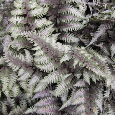 Regal Red Japanese Painted Fern - 1 Gallon