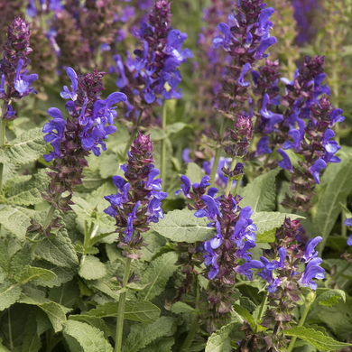 Blue Marvel Salvia - 1 Gallon