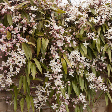 Apple Blossom Clematis - 5 Gallon