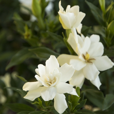 Frostproof Gardenia - 5 Gallon