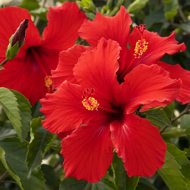 Brilliant Hibiscus