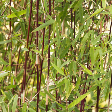 Red Clumping Bamboo - 2 Gallon