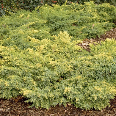 Daub's Frosted Juniper - 1 Gallon