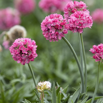 Dreameria Dreamland Thrift - 1 Gallon