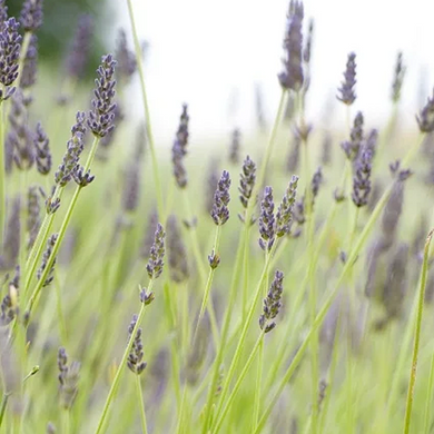 Hidcote Giant Lavender - 1 Gallon