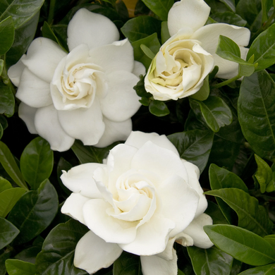 Gardenia First Love Tree - 5 Gallon
