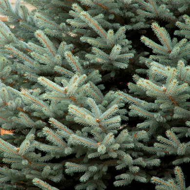 Fat Albert Colorado Blue Spruce - 7 Gallon
