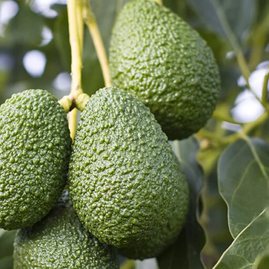Lamb Hass Avocado - 5 Gallon