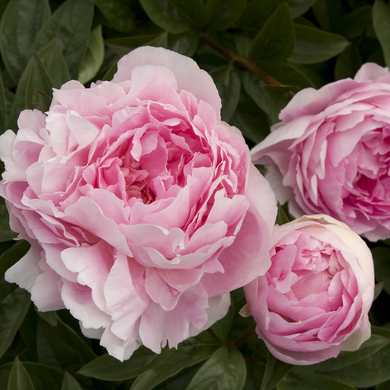 Lady Orchid Peony - 2 Gallon