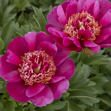 Early Scout Fernleaf Peony - 2 Gallon