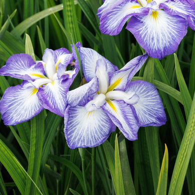 Cascade Spice Japanese Iris - 1 Gallon