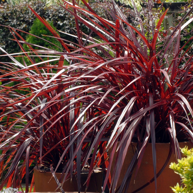 Festival Burgundy Cordyline -1 Gallon