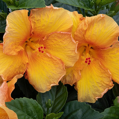 Jazzy Jewel Amber Hibiscus - 5 Gallon