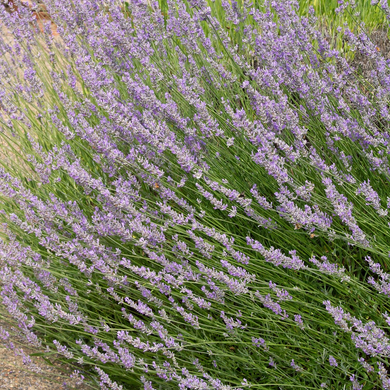 Provence Lavender - 1 Gallon