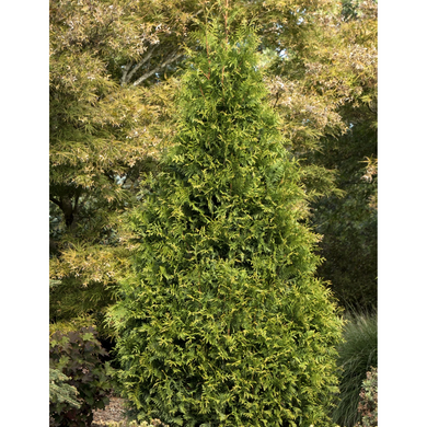 Tiny Tower Green Giant Arborvitae - 5 Gallon