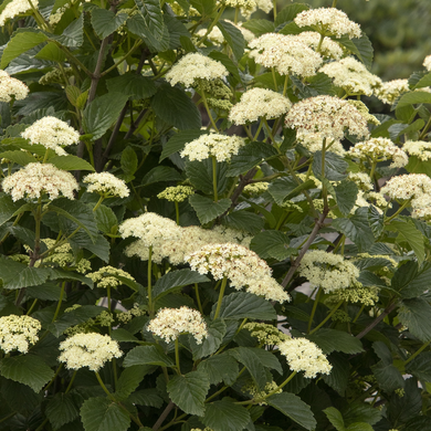 Sparkler Arrowwood Viburnum - 2 Gallon